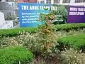 L'arbre dédié à Anne Frank