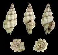 Lienardia falsaria.