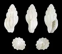 Lienardia vultuosa.