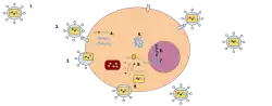 Cycle de vie d'un rétrovirus