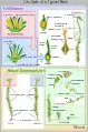 Cycle biologique des mousses.