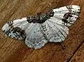 Ligdia adustata  (Denis & Schiffermüller, 1775)