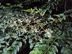 Branches.