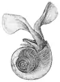 Dessin de 1878