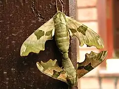 Accouplement
