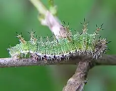 Chenille de Petit sylvain.