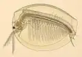 Limnadia lenticularis