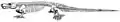 Diagramme du squelette de Limnoscelis.