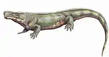 Dessin de Limnoscelis.