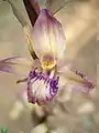 Limodore - Fleur.