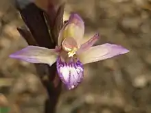 Limodore - Fleur.