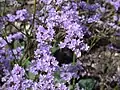 Limonium