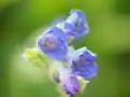 Fleurs