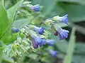 Floraison