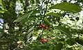 Fruits et feuilles
