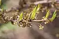 Fleurs et bourgeons