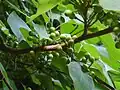Fruits verts