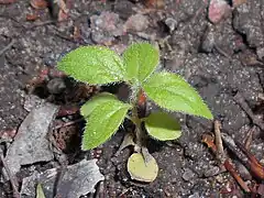 Plantule.