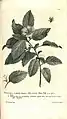 Gravure d'après Georg Dionysius Ehret pour le Hortus Cliffortianus de Linné