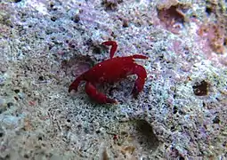 Liomera rugata.