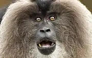 Macaque à queue de lion.