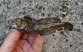 Lipophrys pholis