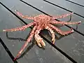 Lithodes maja sur un ponton.