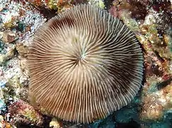 Lithophyllon scabra