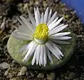 L. fulviceps