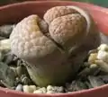 L. hookeri
