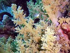Litophyton arboreum