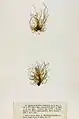 Litosiphon laminariae, planche de l'herbier des frères Crouan (Pierre-Louis et Hippolyte-Marie).