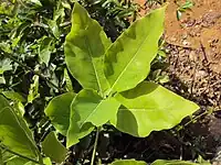 Litsea glutinosa (plante-hôte)