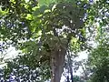 Litsea grandis