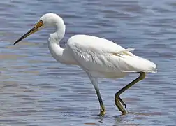 Individu pêchant
