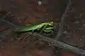 Petite mante iridopterygidae