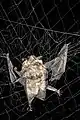 Petite chauve-souris brunedans un filet