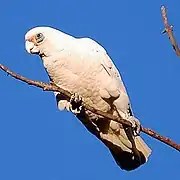 Cacatoès corella