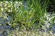 Littorella uniflora - Une des espèces de "référence" de l'IBML