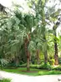 Livistona chinensis.