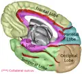 Lobe limbique (représentée en violet) de l'hémisphère cérébral droit.