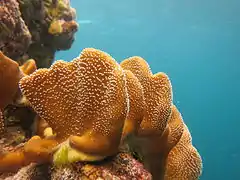 Lobophytum sp.