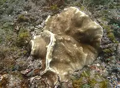Lobophytum cf. latilobatum.