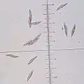 Spores