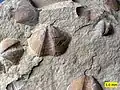 Des bivalves (Aviculopecten) et des brachiopodes (Syringothyris) dans la formation de Logan.