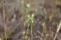 Cotonnière de France, plante hôte de la larve