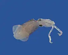 Lolliguncula brevis