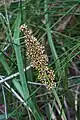 Lomandra longifolia