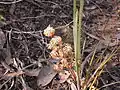 Lomandra multiflora