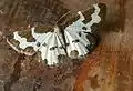 Lomaspilis marginata  (Linnaeus, 1758)